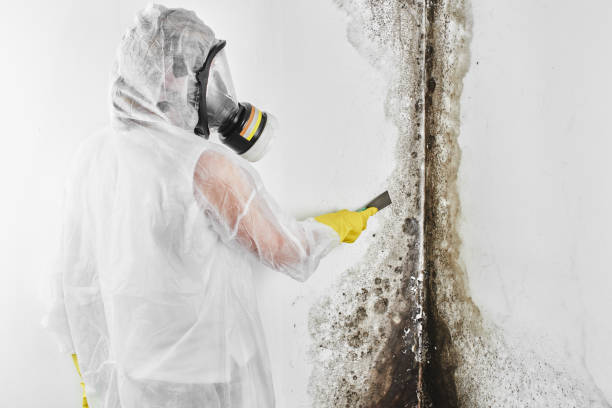 Attic Mold Removal in Springdale, MD