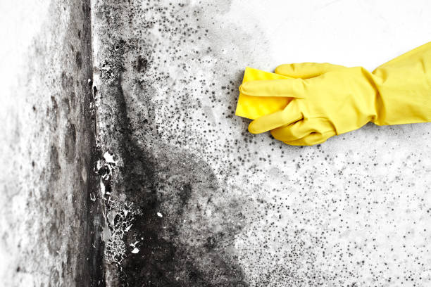 Best Professional Mold Removal  in Springdale, MD