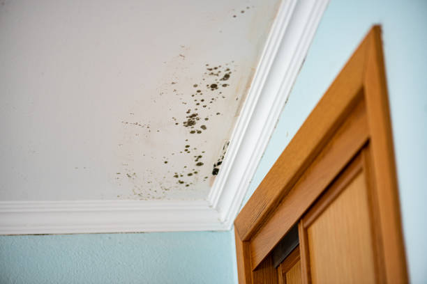 Best Mold Remediation Services  in Springdale, MD