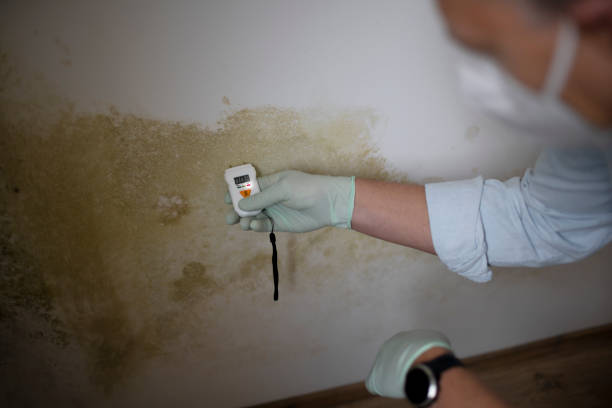 Best Mold Cleaning Services  in Springdale, MD