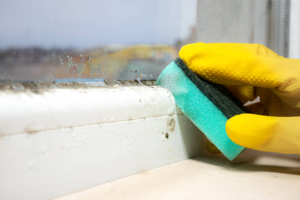 Best Fast Mold Removal  in Springdale, MD