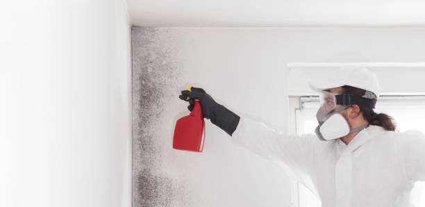 Mold Removal and Inspection in Springdale, MD