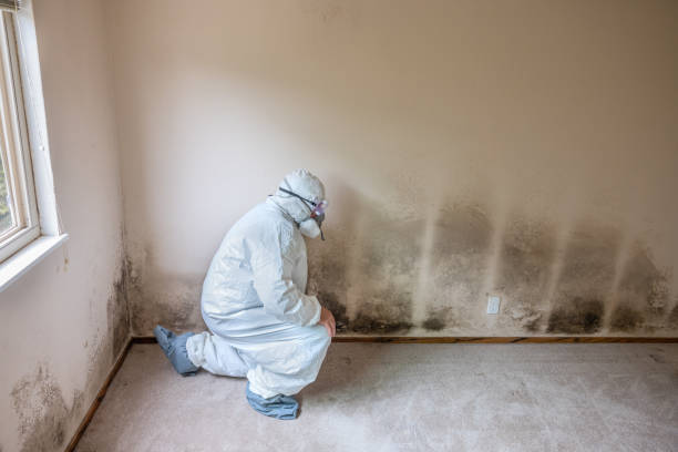 Best Mold Testing  in Springdale, MD