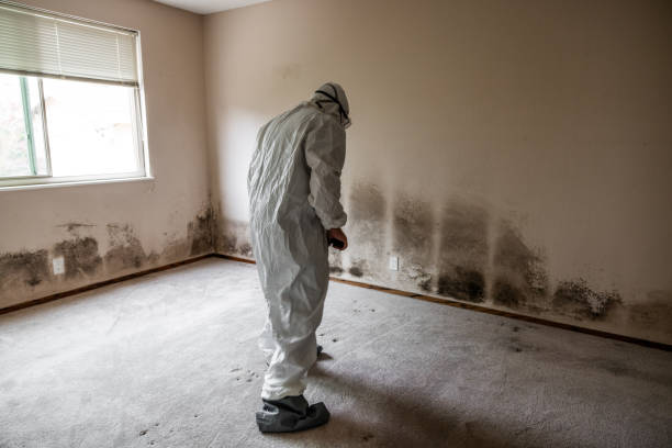 Best Commercial Mold Removal  in Springdale, MD