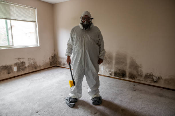 Best Affordable Mold Removal  in Springdale, MD