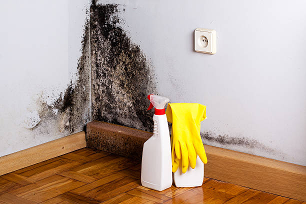 Best Emergency Mold Removal  in Springdale, MD