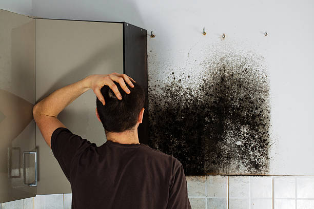 Best Mold Damage Repair  in Springdale, MD