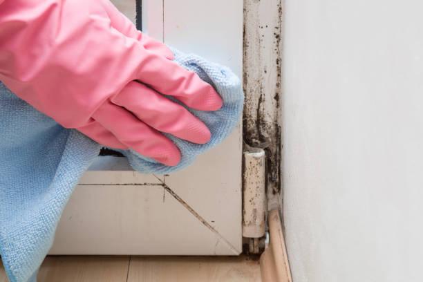 Best Mold Cleaning Services  in Springdale, MD